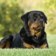 Rottweiler version tranquilo 